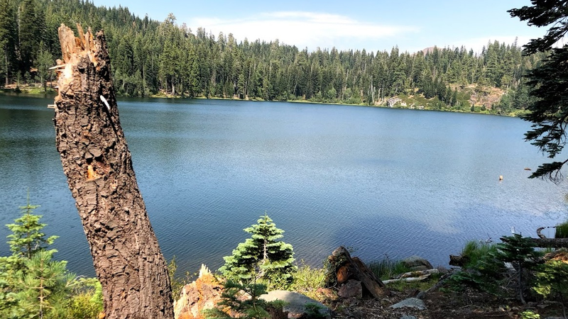I call this image: A broken tree with a puddle of water.
